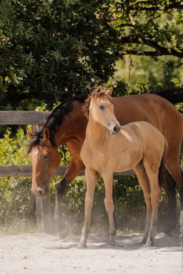 Veulen (vr) Lusitano Te koop 2026 Isabel ,  QUASIDE