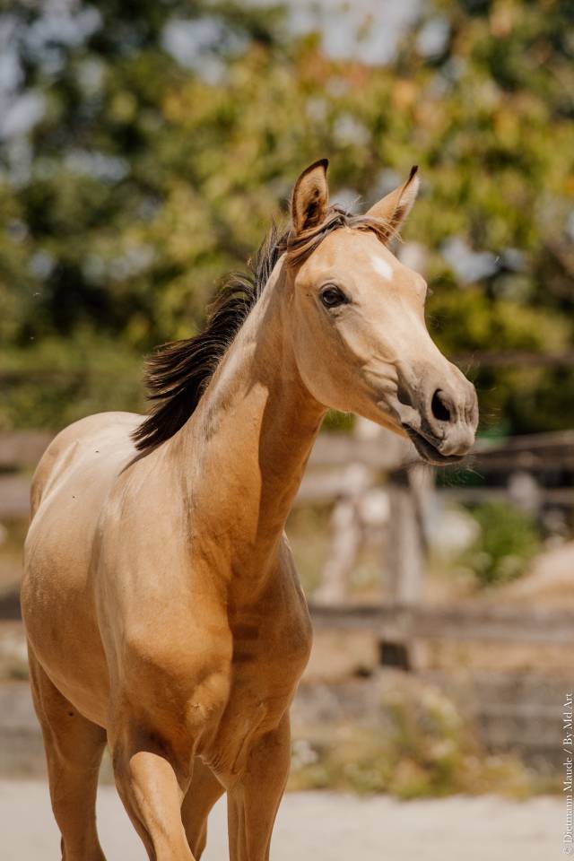 Veulen (vr) Lusitano Te koop 2026 Isabel ,  Secret