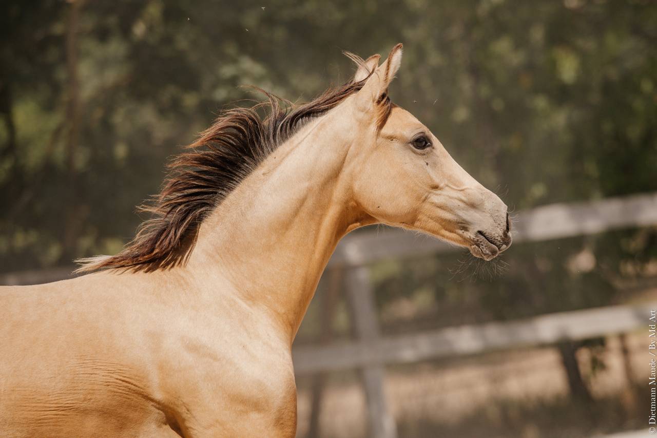 Veulen (vr) Lusitano Te koop 2026 Isabel ,  Secret