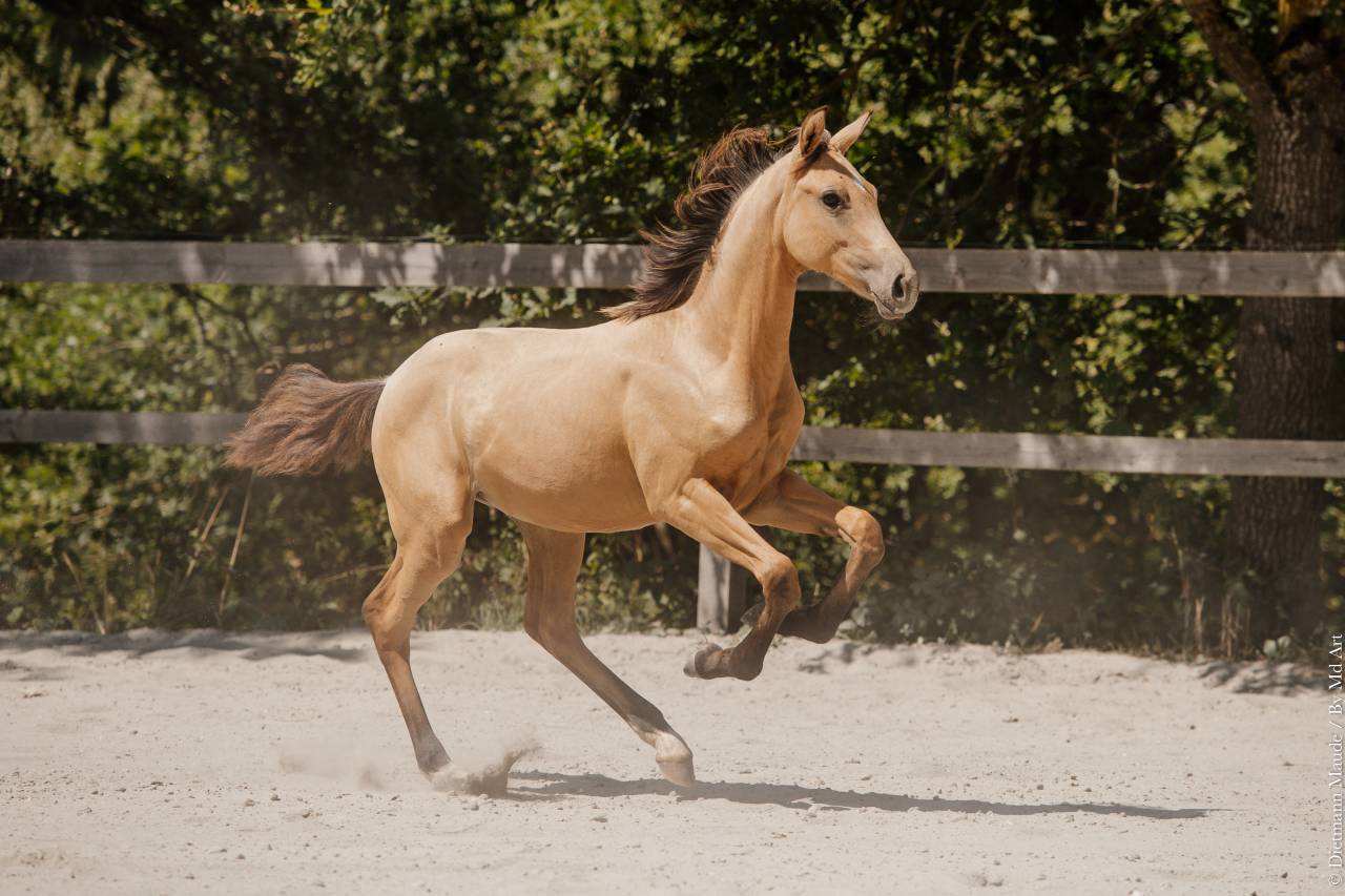 Veulen (vr) Lusitano Te koop 2026 Isabel ,  Secret