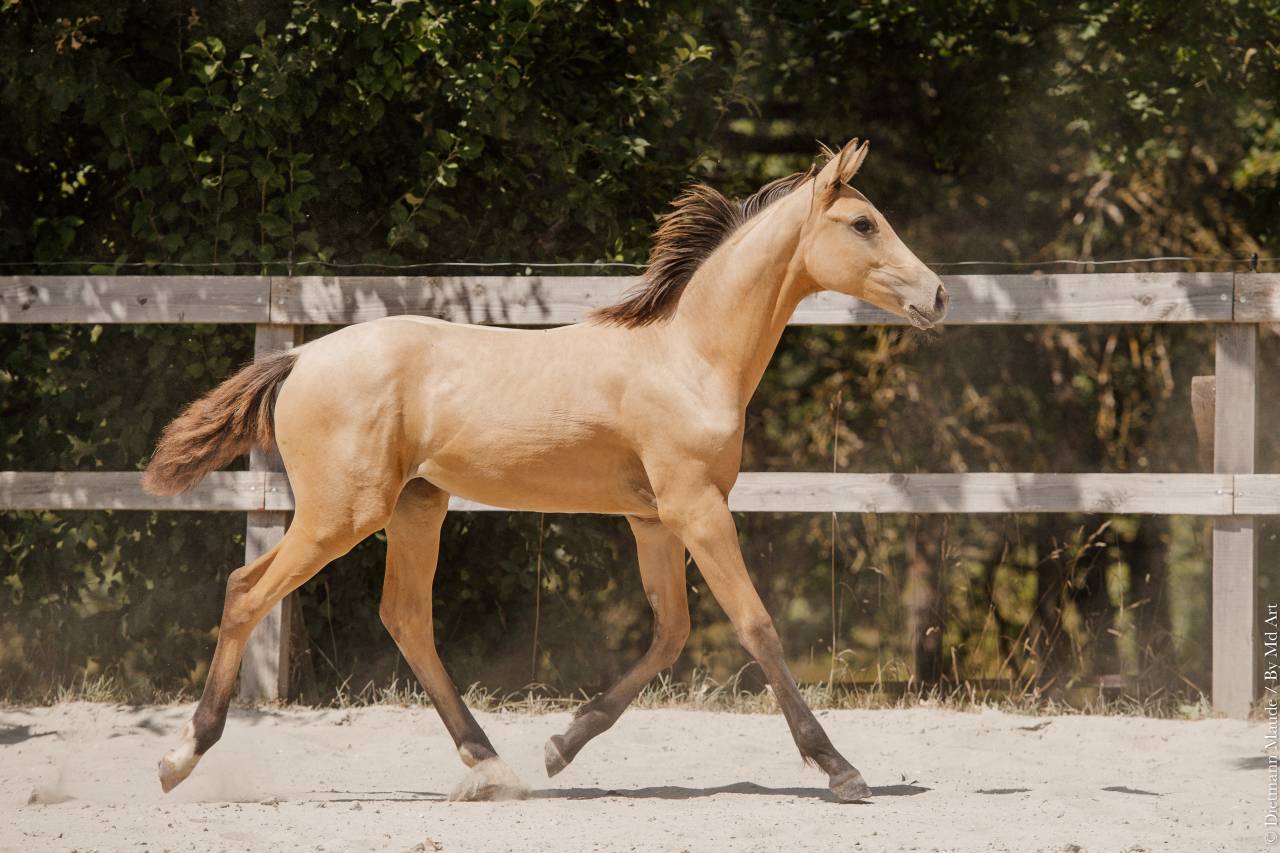 Veulen (vr) Lusitano Te koop 2026 Isabel ,  Secret