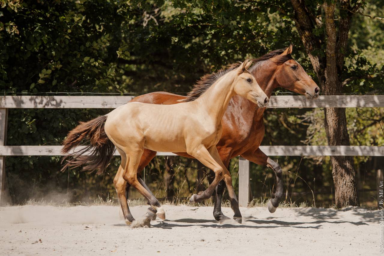 Veulen (vr) Lusitano Te koop 2026 Isabel ,  Secret