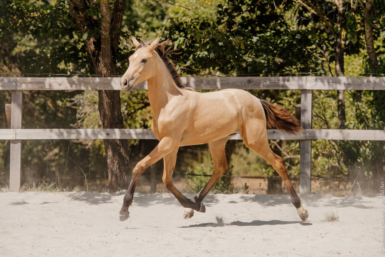 Veulen (vr) Lusitano Te koop 2026 Isabel ,  Secret