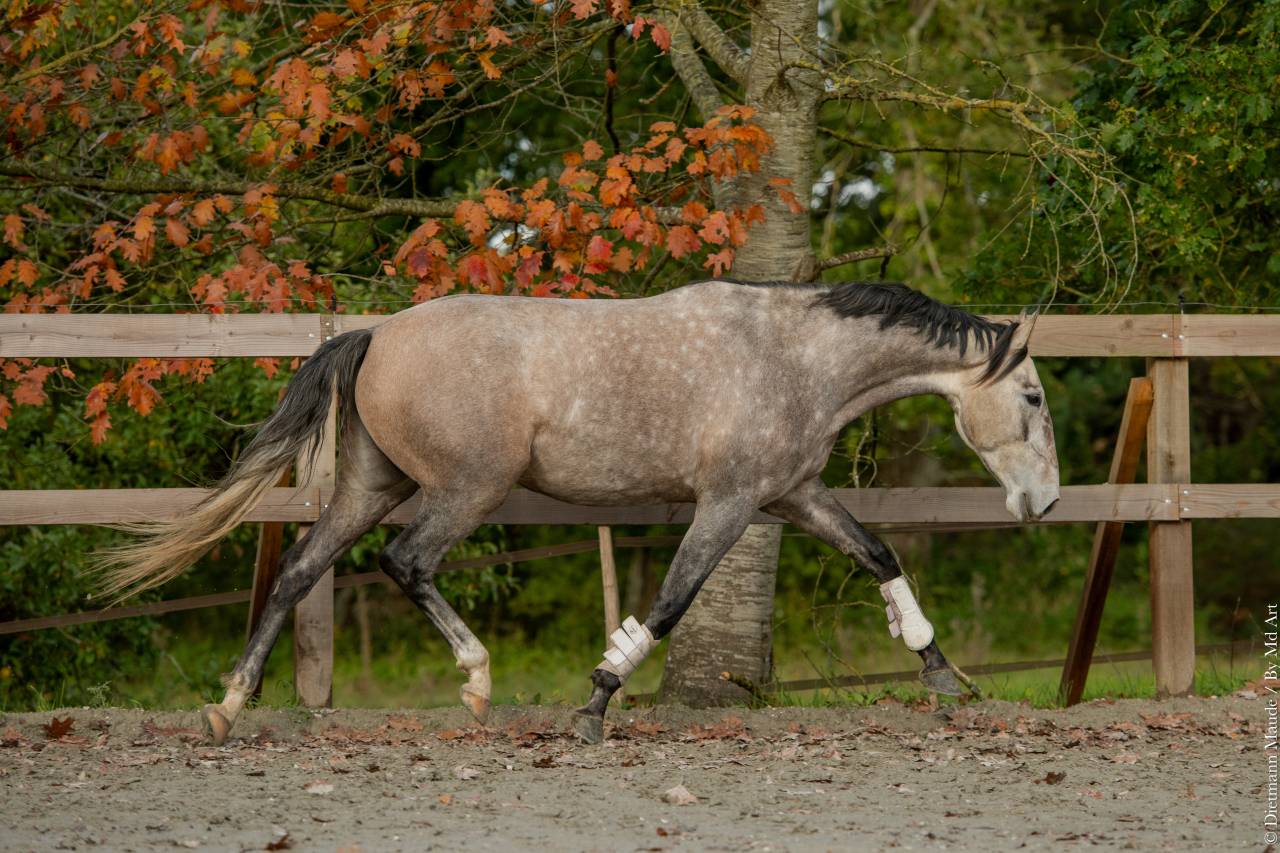 Merrie Lusitano Te koop 2020 Schimmel ,  JASMIN PLUS