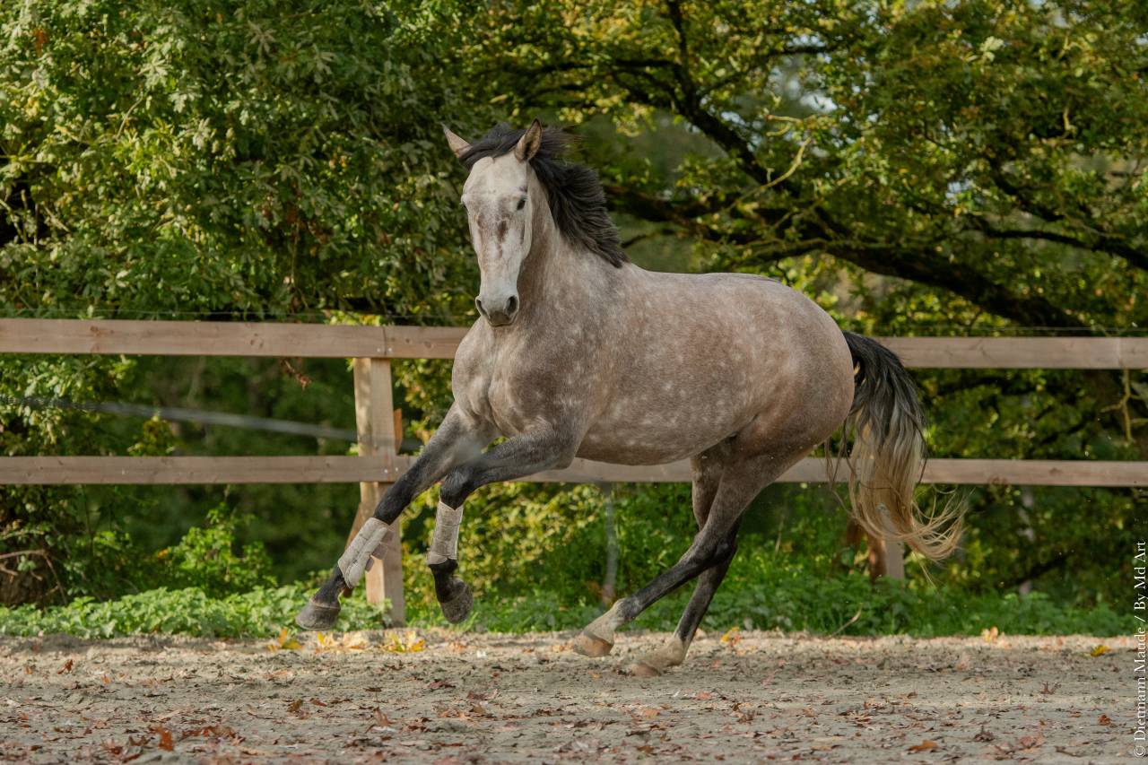 Merrie Lusitano Te koop 2020 Schimmel ,  JASMIN PLUS