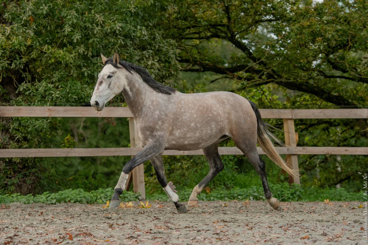 Merrie Lusitano Te koop 2020 Schimmel ,  JASMIN PLUS
