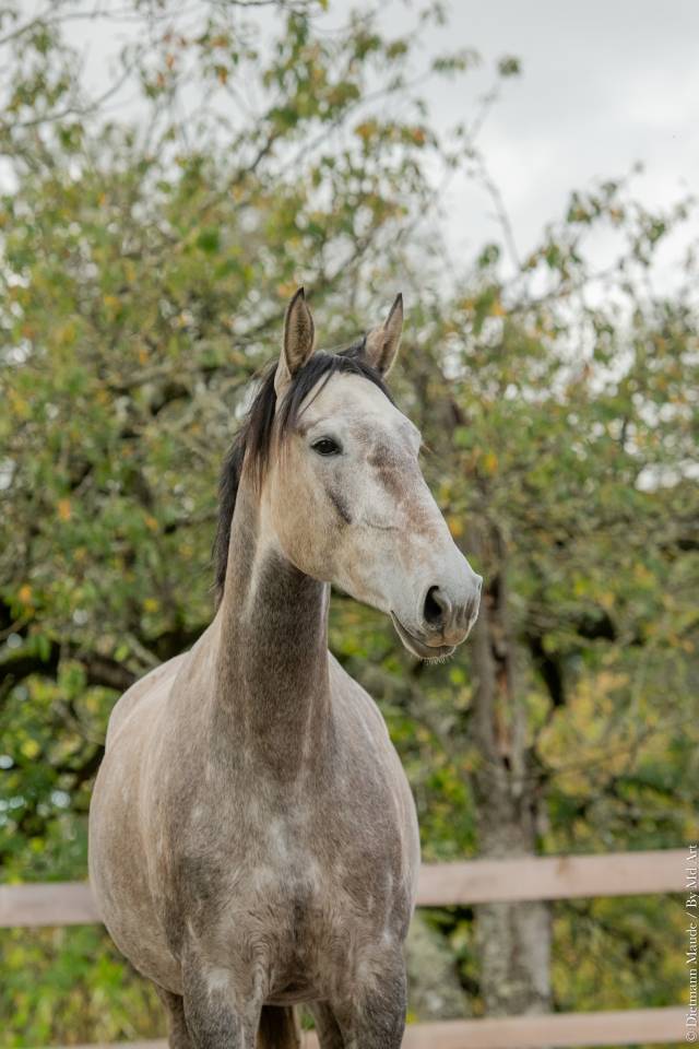 Merrie Lusitano Te koop 2020 Schimmel ,  JASMIN PLUS