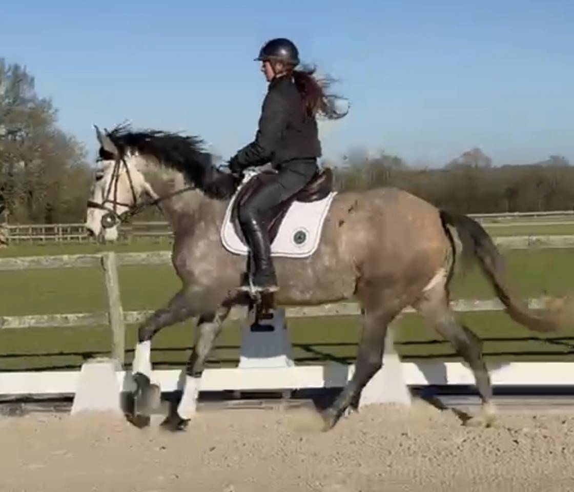 Merrie Lusitano Te koop 2020 Schimmel ,  JASMIN PLUS