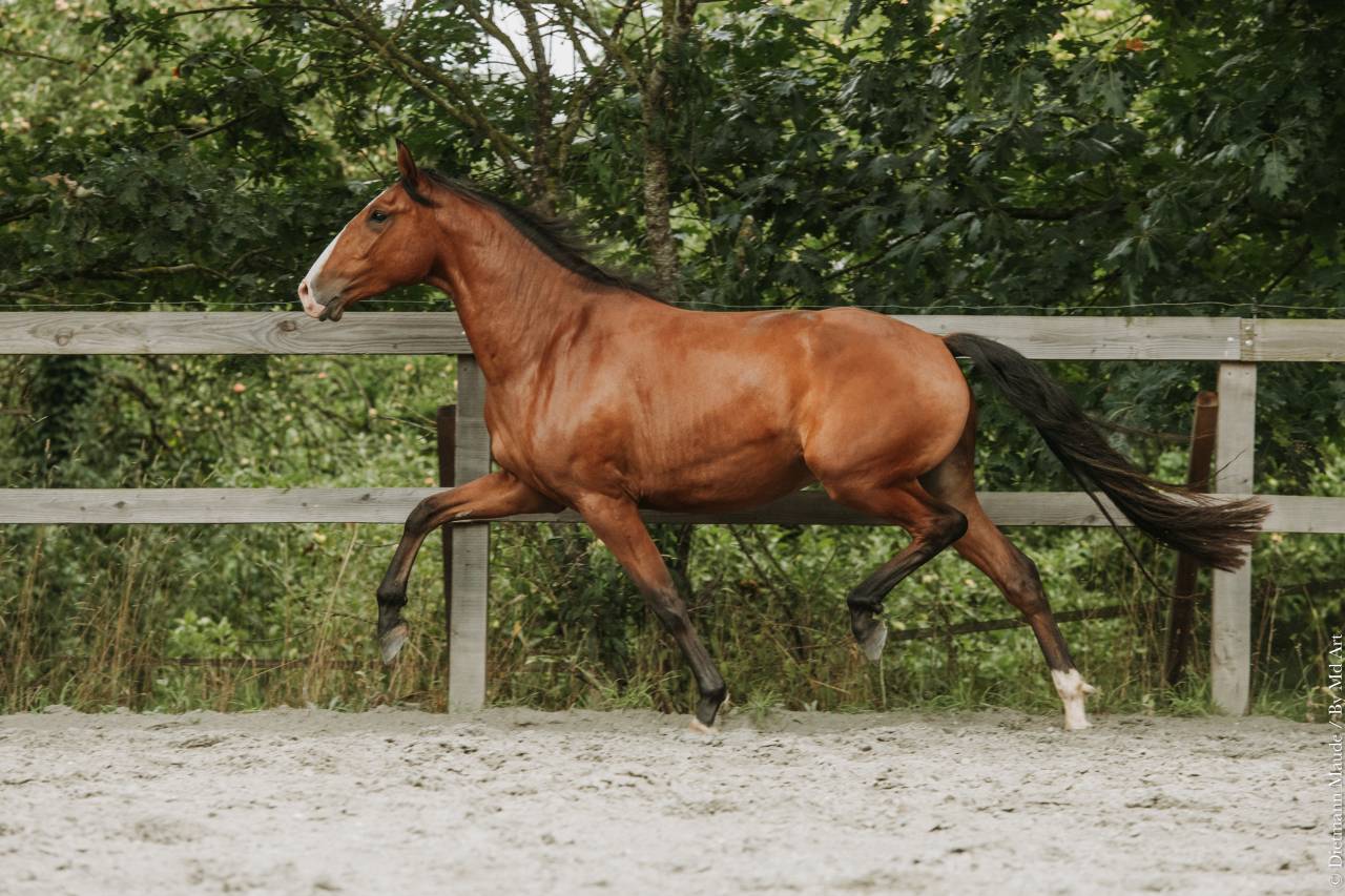 Ruin Lusitano Te koop 2022 Donker bruin / bai ,  JASMIN PLUS