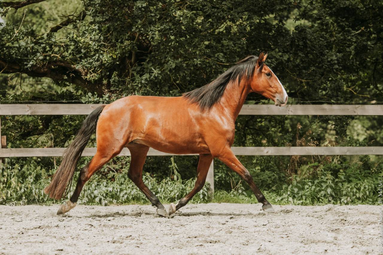Ruin Lusitano Te koop 2022 Donker bruin / bai ,  JASMIN PLUS