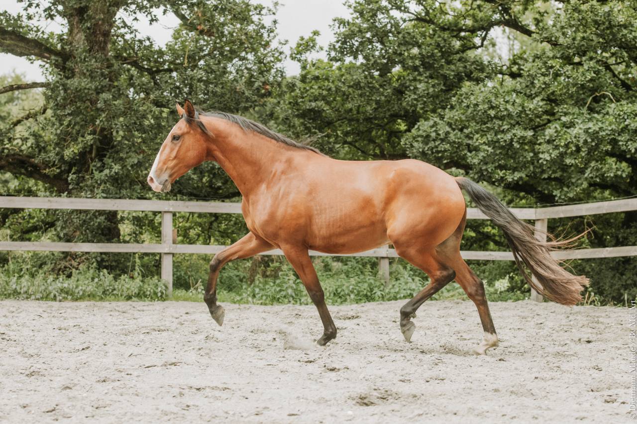 Ruin Lusitano Te koop 2022 Donker bruin / bai ,  JASMIN PLUS