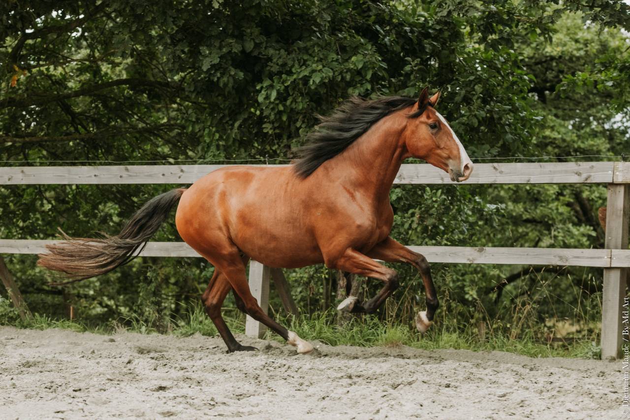 Ruin Lusitano Te koop 2022 Donker bruin / bai ,  JASMIN PLUS