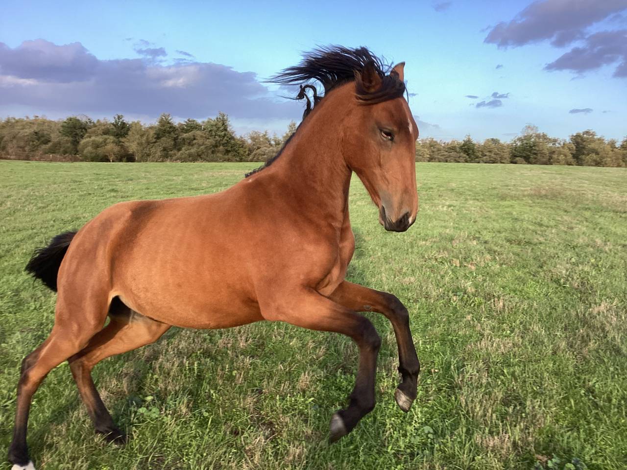 Veulen (vr) Lusitano Te koop 2025 Donker bruin / bai ,  Pablo du chalet