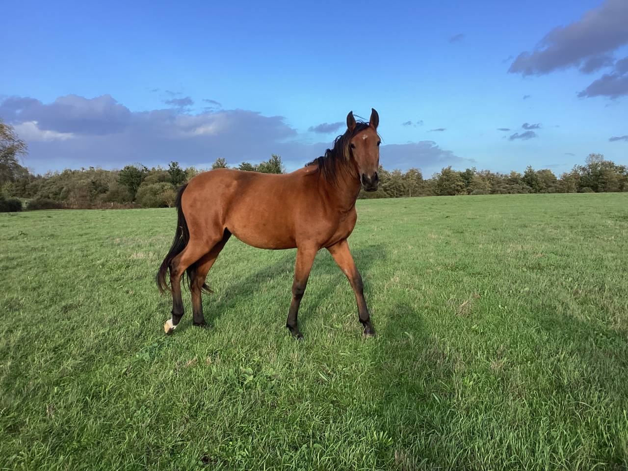 Veulen (vr) Lusitano Te koop 2025 Donker bruin / bai ,  Pablo du chalet