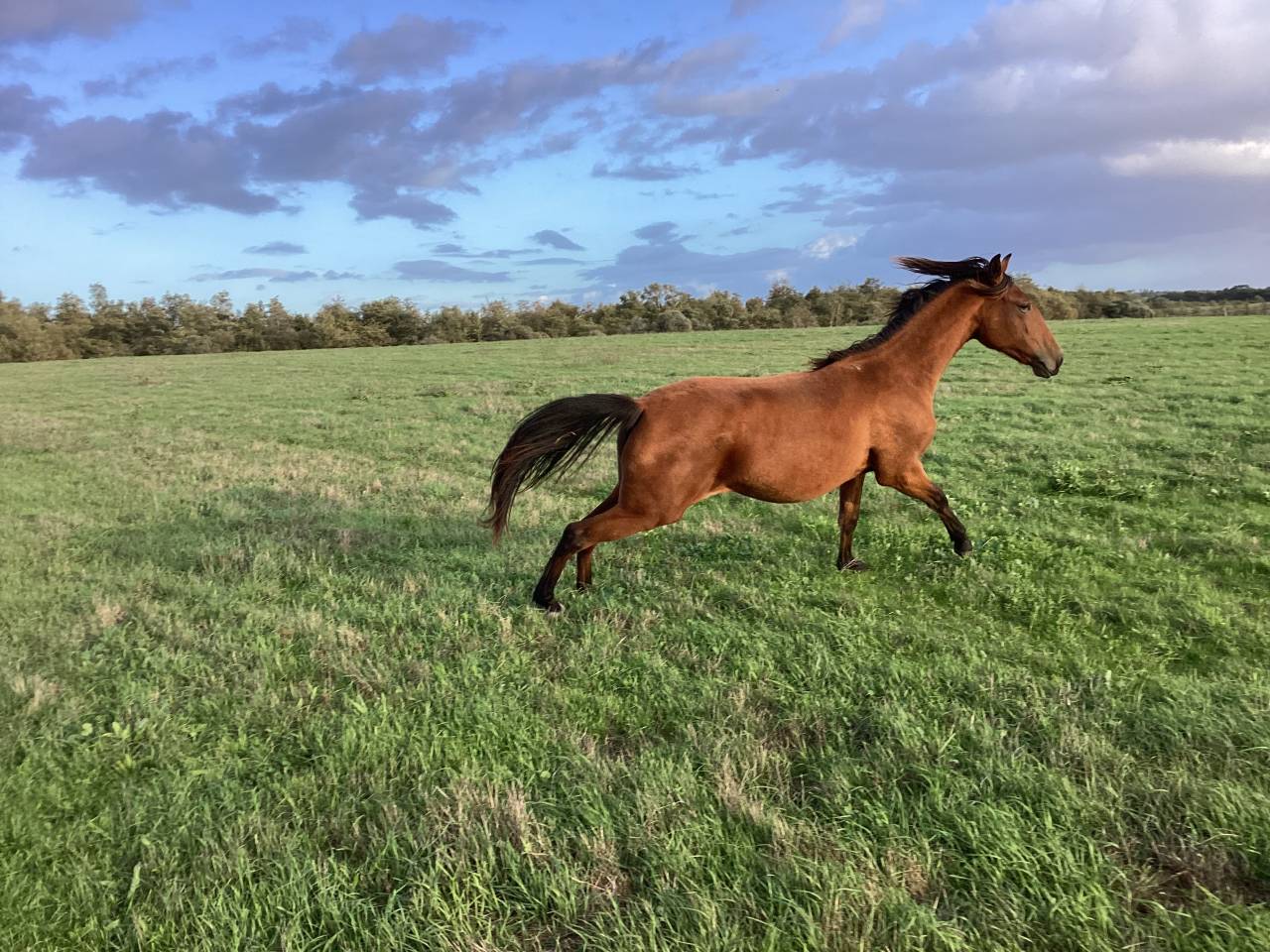 Veulen (vr) Lusitano Te koop 2025 Donker bruin / bai ,  Pablo du chalet