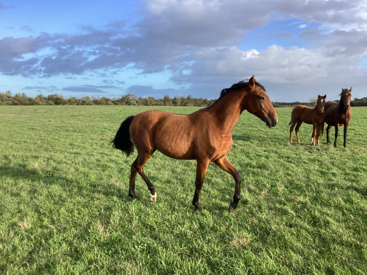 Veulen (vr) Lusitano Te koop 2025 Donker bruin / bai ,  Pablo du chalet