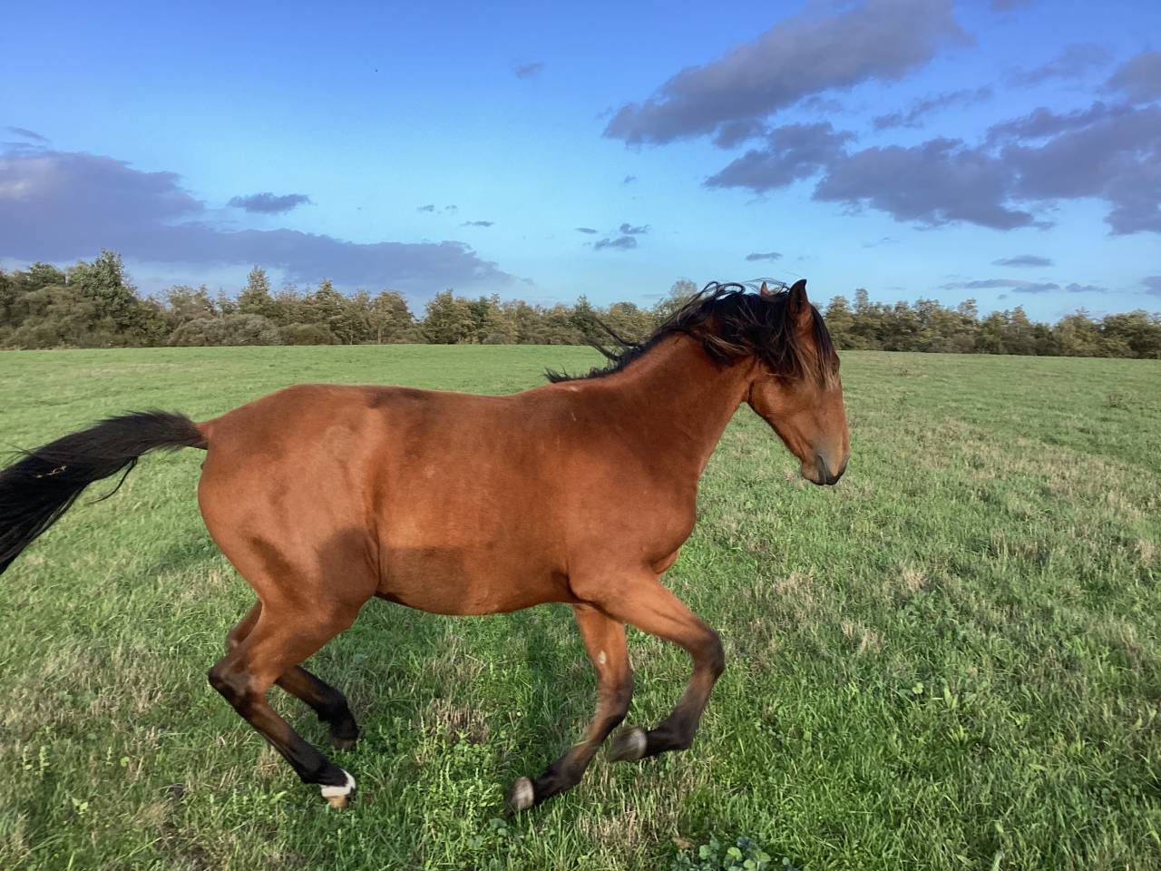 Veulen (vr) Lusitano Te koop 2025 Donker bruin / bai ,  Pablo du chalet