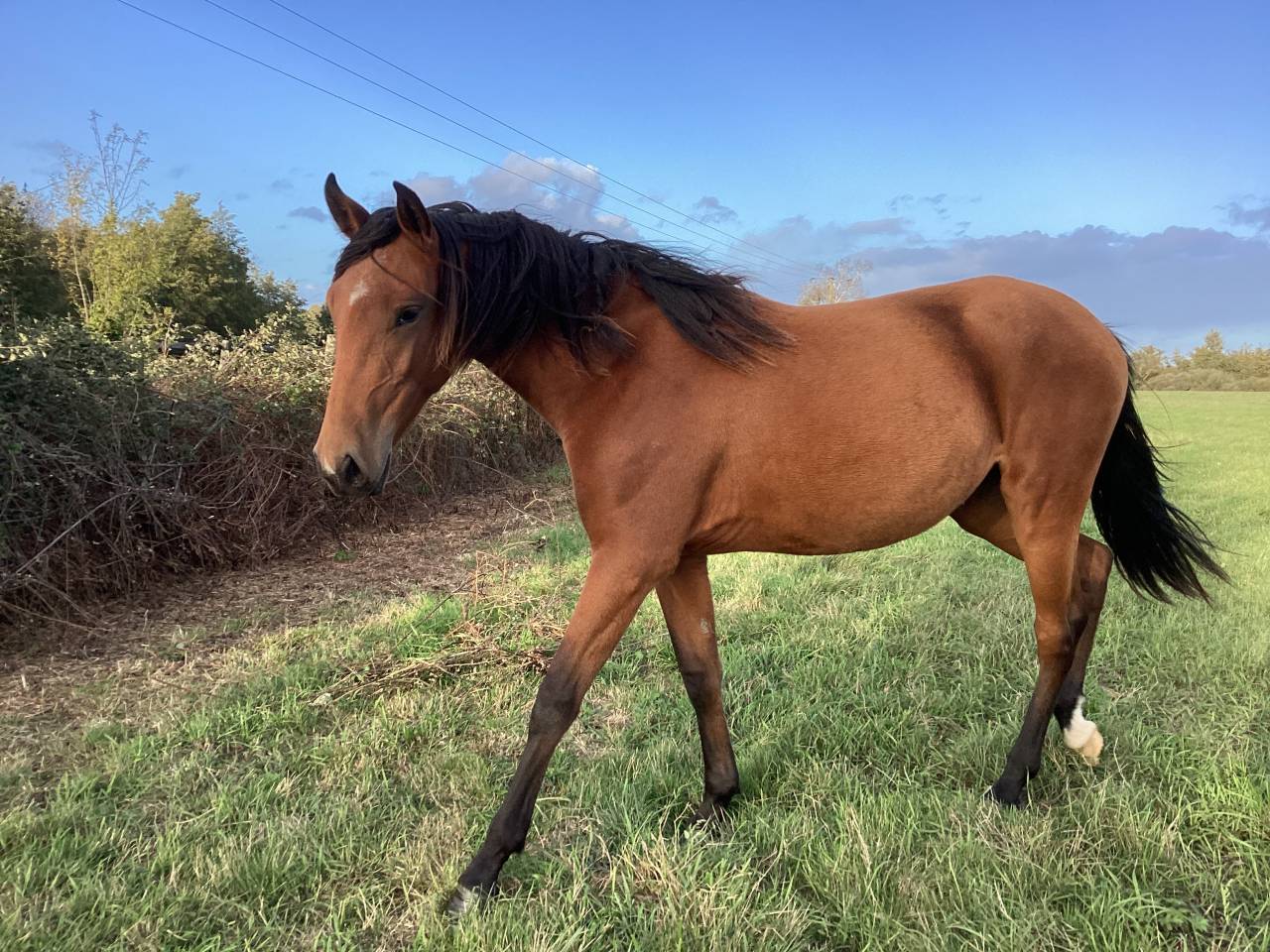 Veulen (vr) Lusitano Te koop 2025 Donker bruin / bai ,  Pablo du chalet