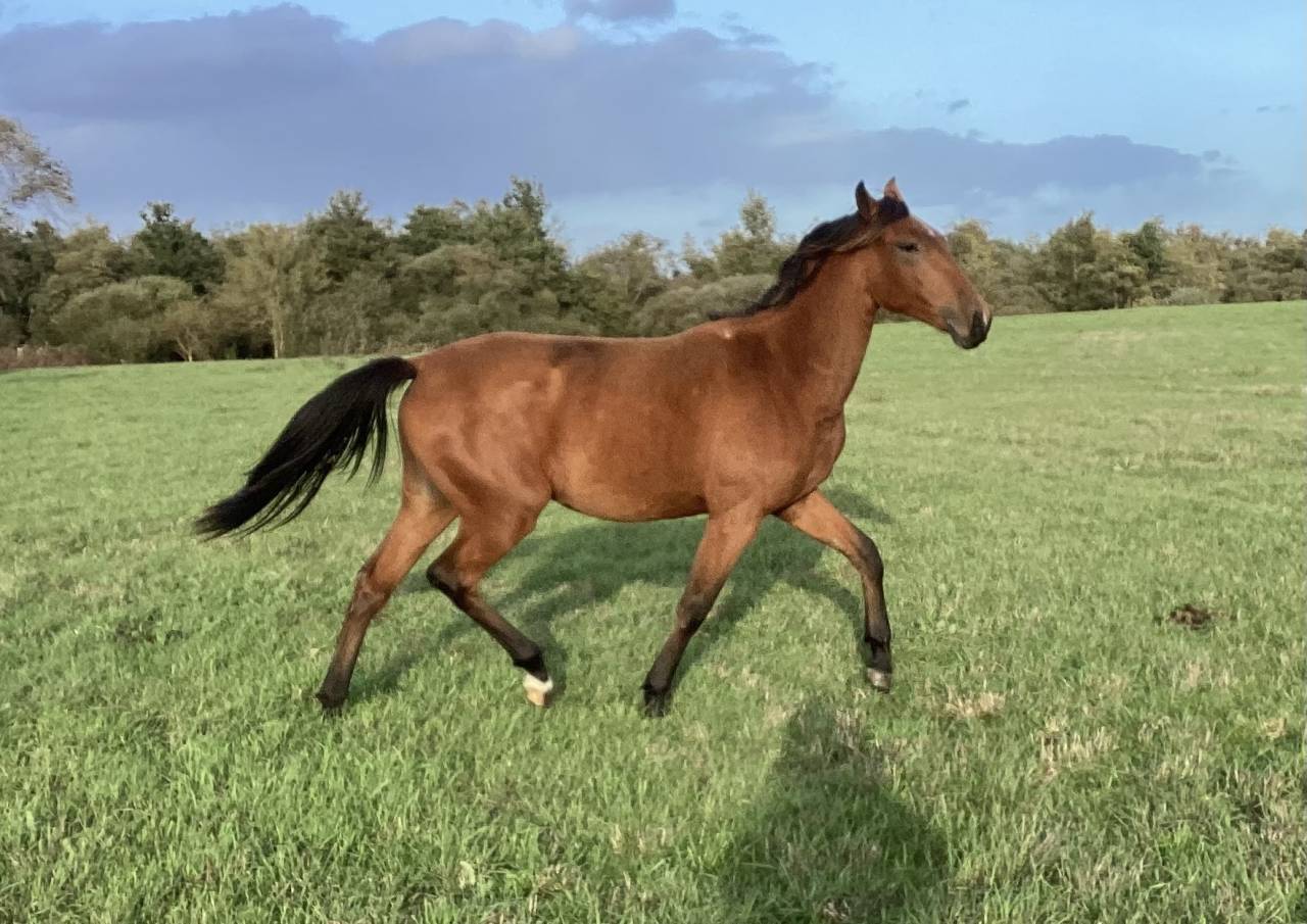 Veulen (vr) Lusitano Te koop 2025 Donker bruin / bai ,  Pablo du chalet