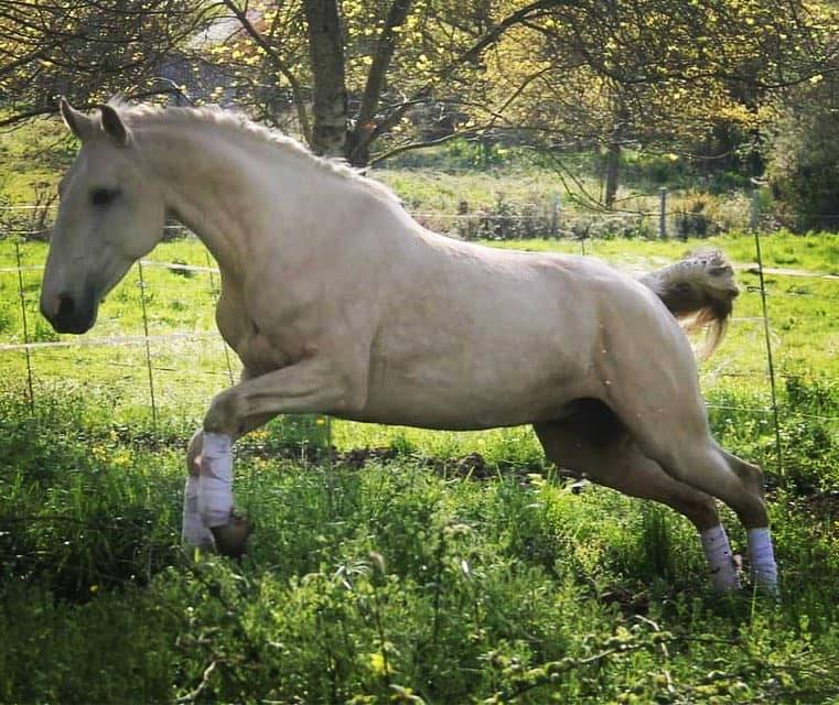 Veulen (vr) Lusitano Te koop 2025 Donker bruin / bai ,  Pablo du chalet
