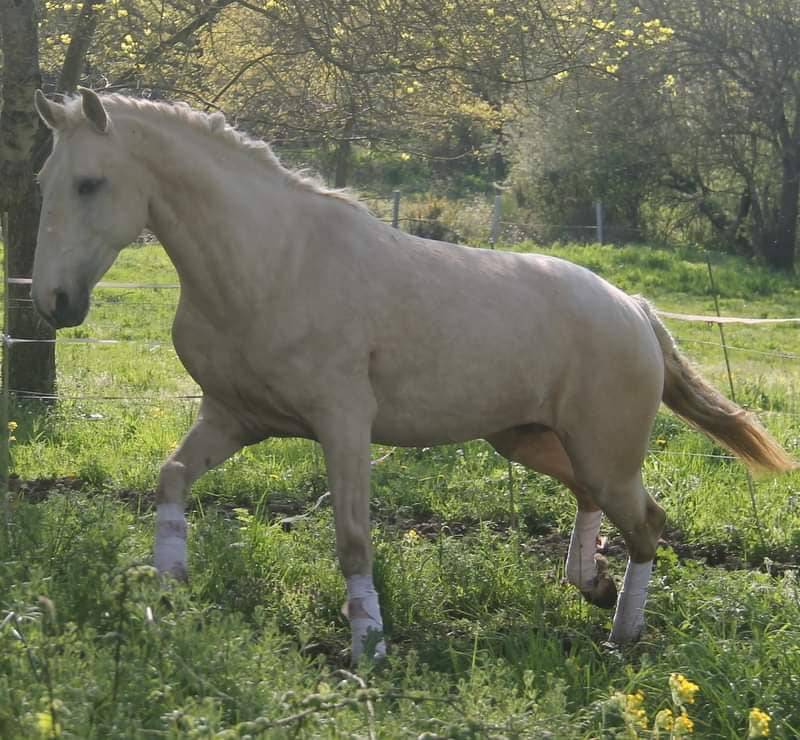 Veulen (vr) Lusitano Te koop 2025 Donker bruin / bai ,  Pablo du chalet