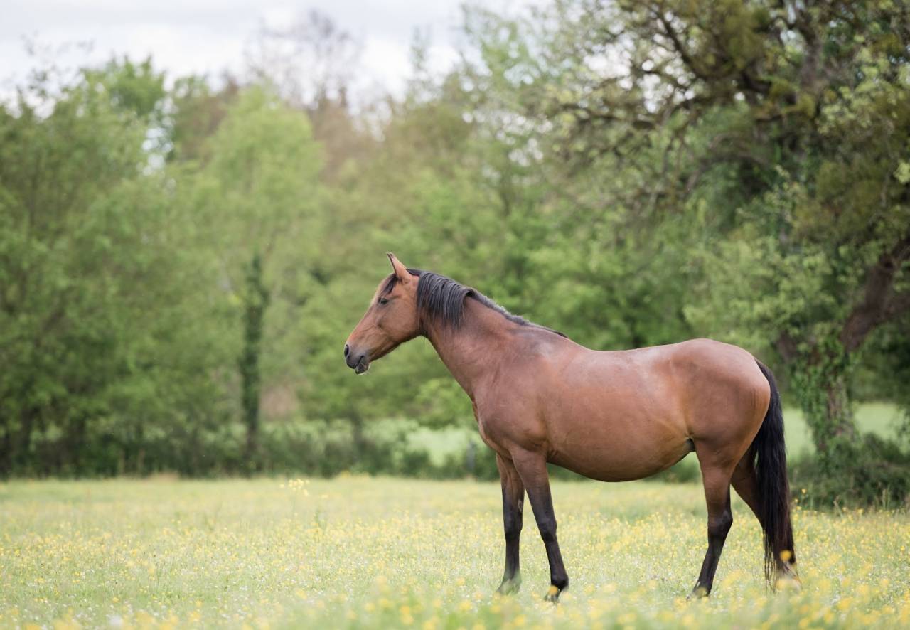Veulen (vr) Lusitano Te koop 2025 Donker bruin / bai ,  Pablo du chalet