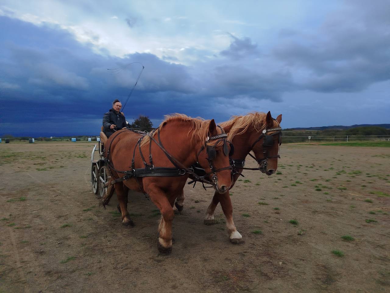 Merrie Trekpaard Te koop 2023 Vos
