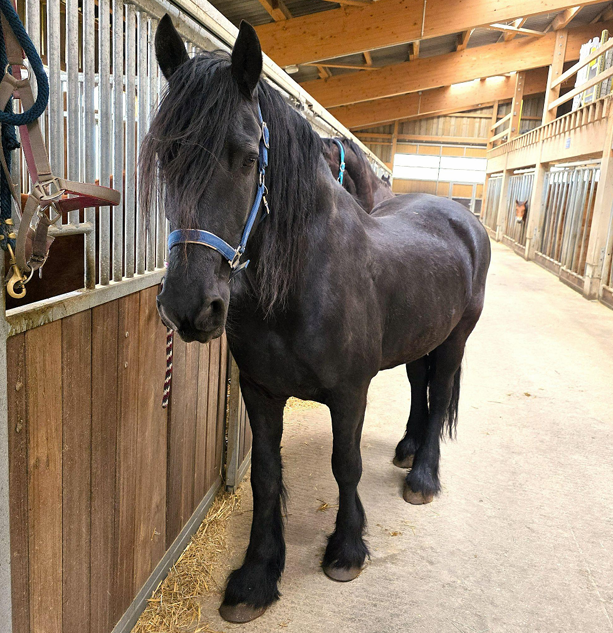 Ruin Fries Te koop 2011 Zwart