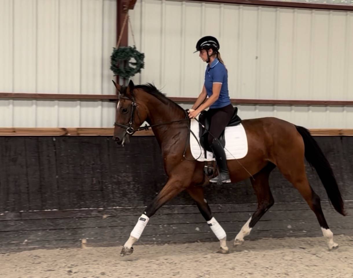 Merrie Bekend ras Te koop 2023 Donker bruin / bai ,  DREAM BOY