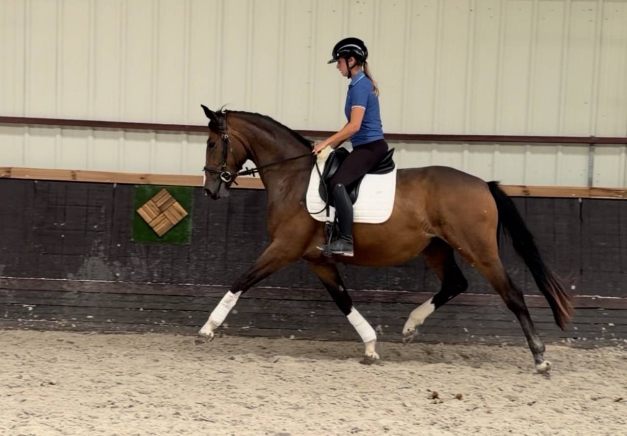 Merrie Bekend ras Te koop 2023 Donker bruin / bai ,  DREAM BOY