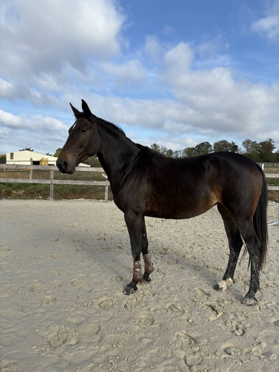 Merrie Bekend ras Te koop 2021 Donker bruin / bai ,  OTELLO DES SABLES