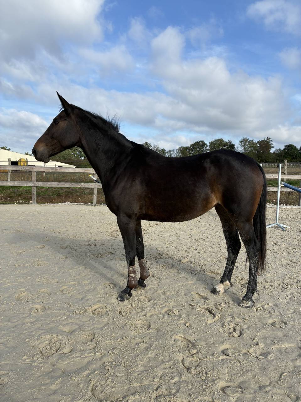 Merrie Bekend ras Te koop 2021 Donker bruin / bai ,  OTELLO DES SABLES
