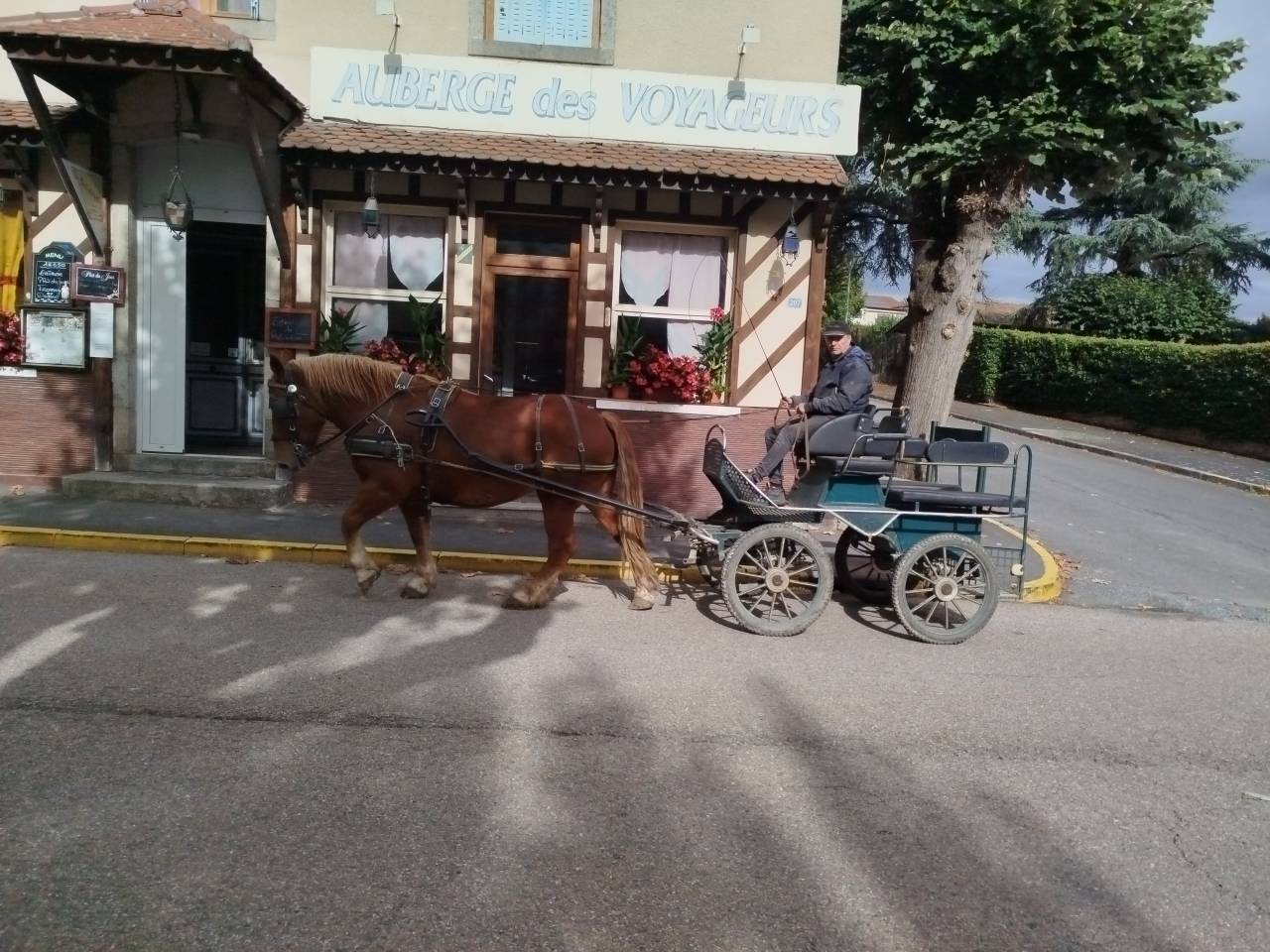 Merrie Breton Trekpaard Te koop 2023 Vos