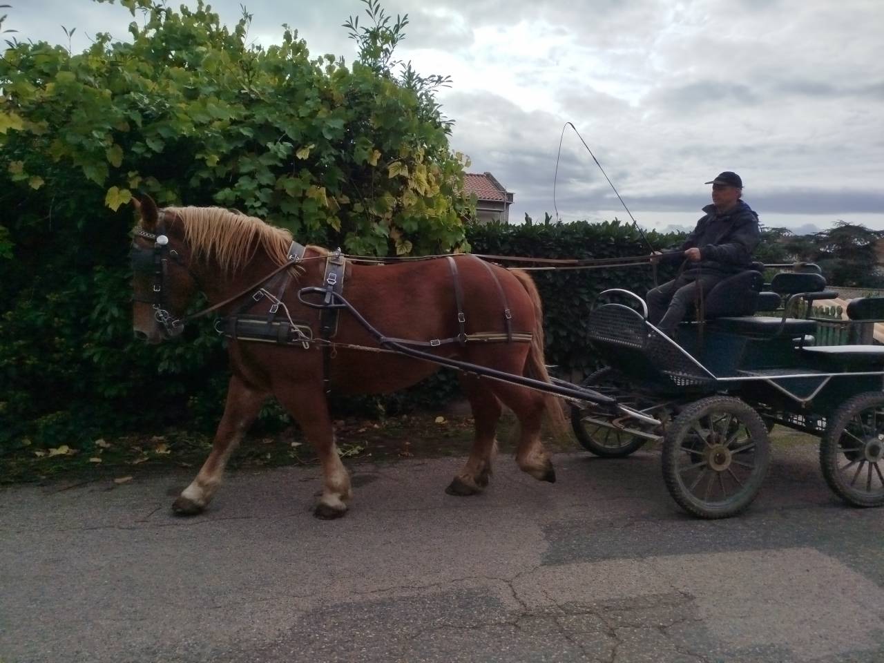 Merrie Breton Trekpaard Te koop 2023 Vos