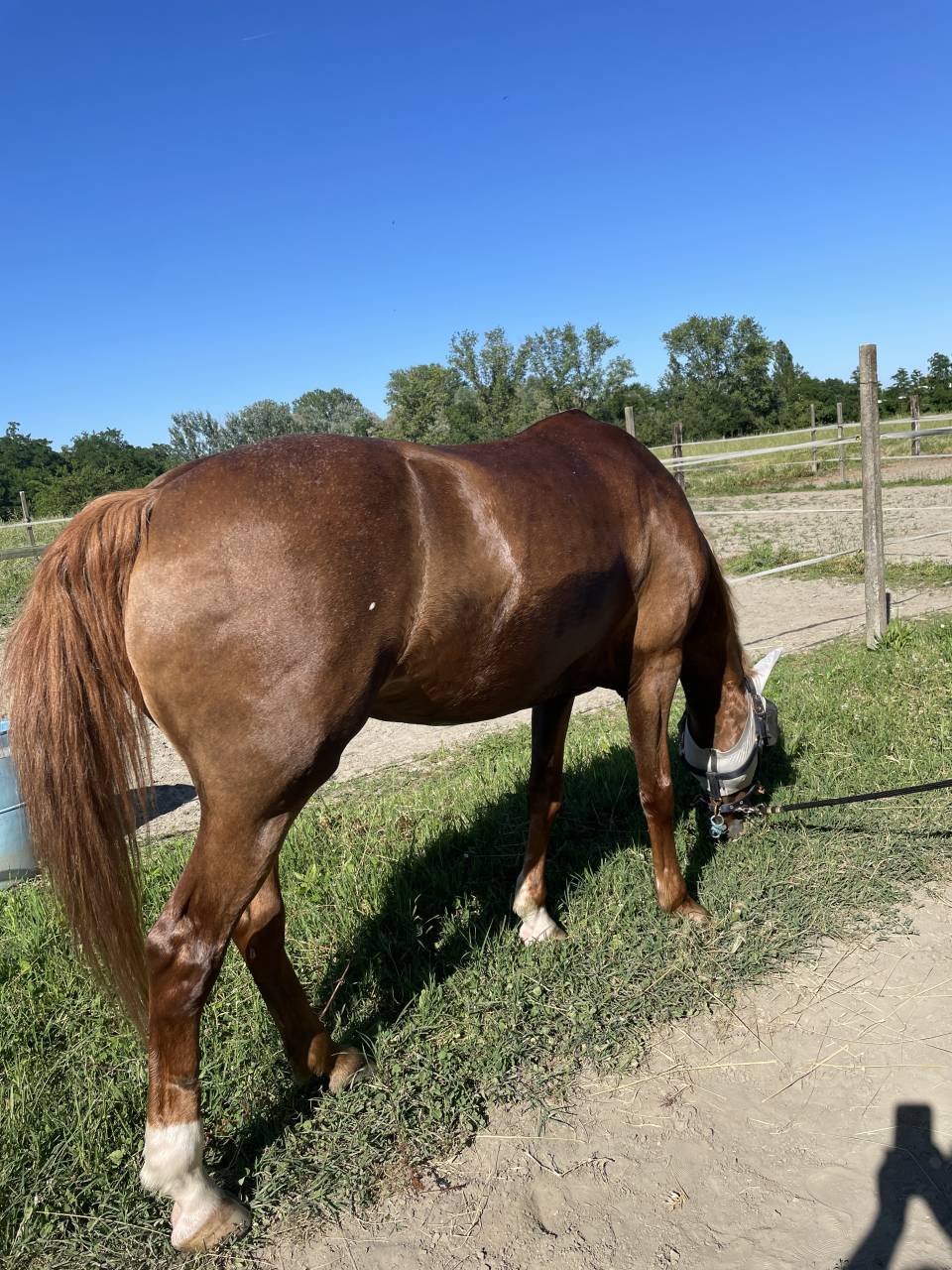 Merrie Andere pony rassen Te koop 2011 Vos ,  CHEWANO VAN DE LANGENIEUW