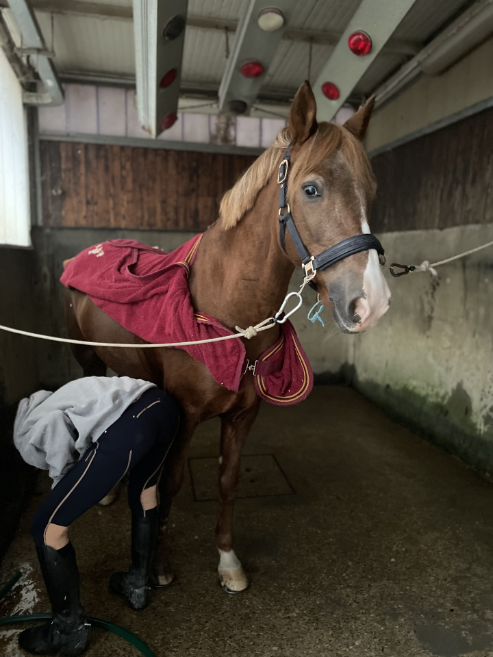 Merrie Andere pony rassen Te koop 2011 Vos ,  CHEWANO VAN DE LANGENIEUW