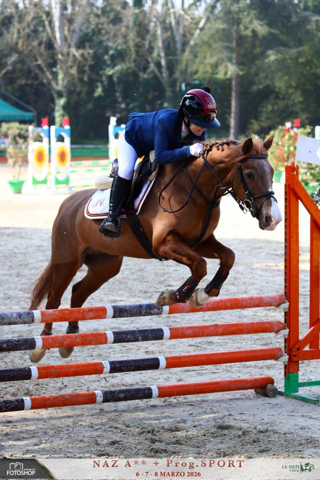 Merrie Andere pony rassen Te koop 2011 Vos ,  CHEWANO VAN DE LANGENIEUW