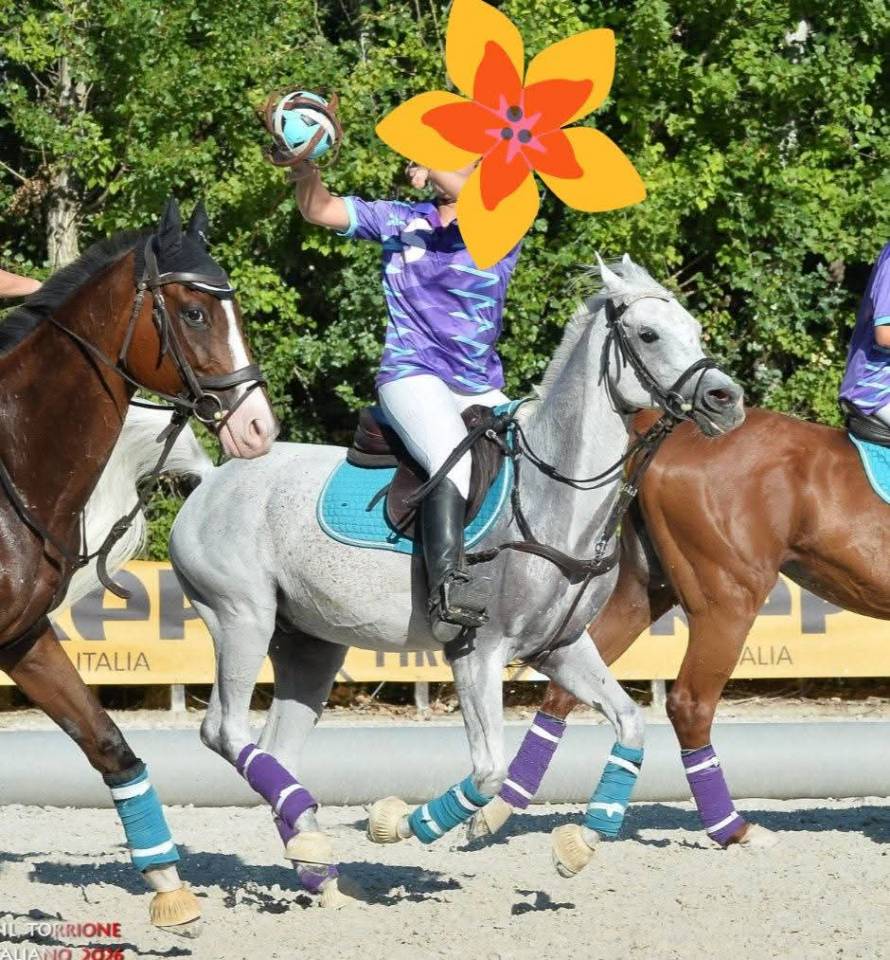 Ruin Andere pony rassen Te koop 2015 Schimmel
