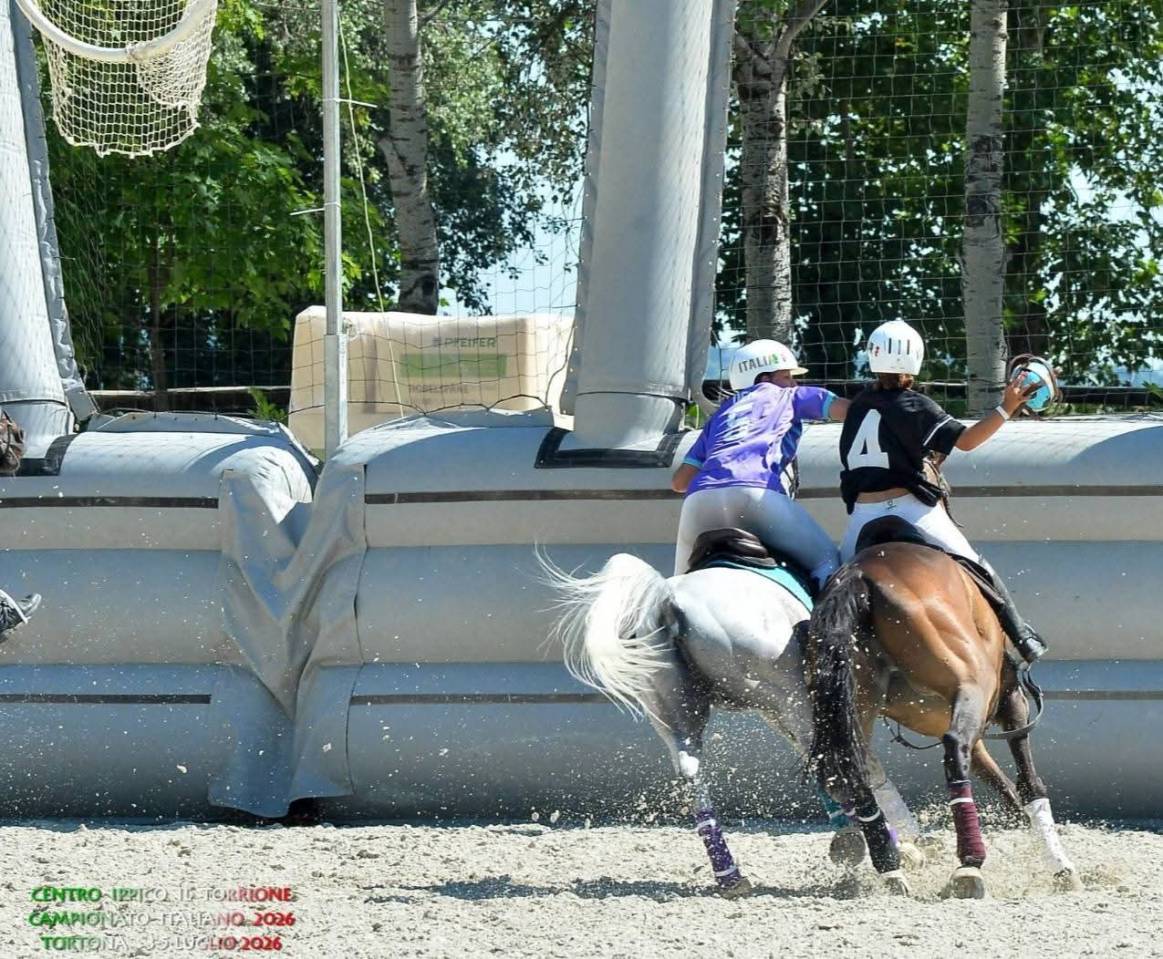 Ruin Andere pony rassen Te koop 2015 Schimmel