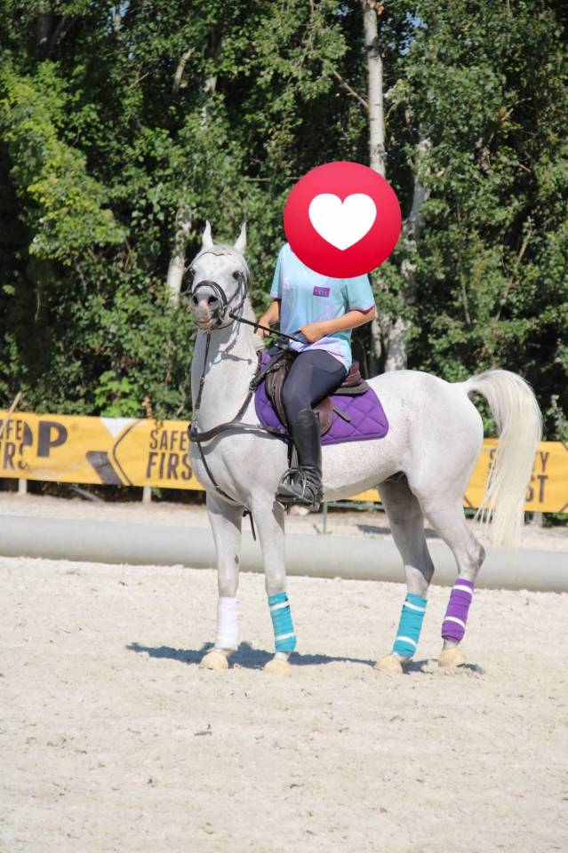 Ruin Andere pony rassen Te koop 2015 Schimmel