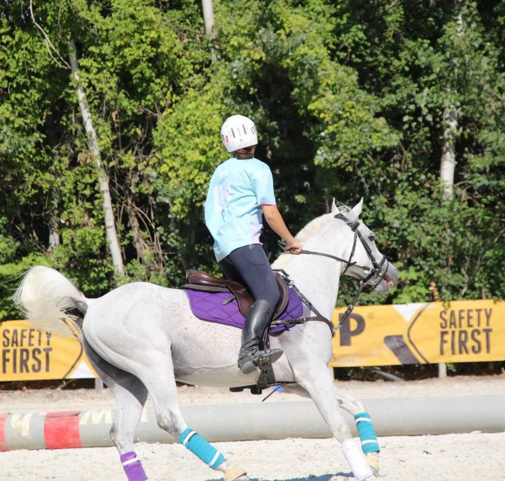 Ruin Andere pony rassen Te koop 2015 Schimmel