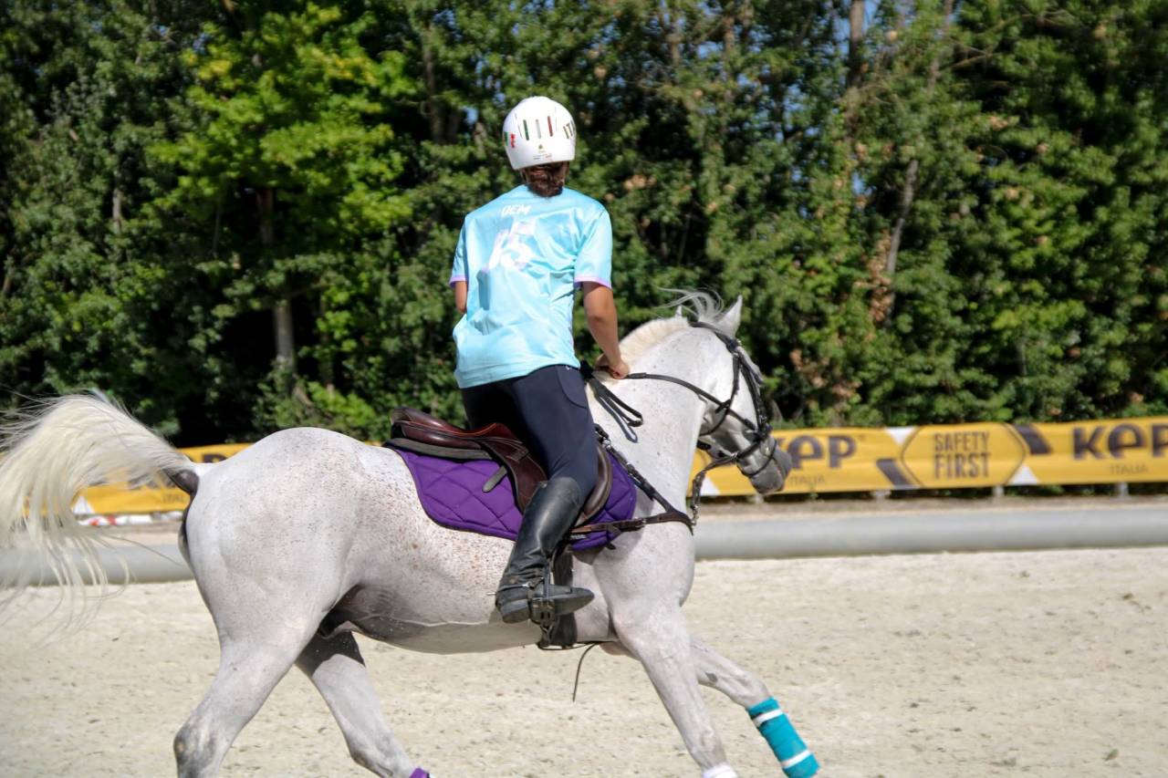 Ruin Andere pony rassen Te koop 2015 Schimmel