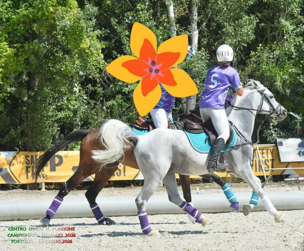 Ruin Andere pony rassen Te koop 2015 Schimmel