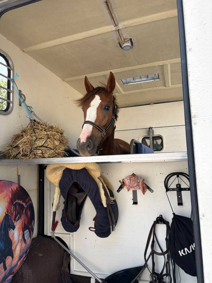 Ruin Franse rijpony PFS Te leen 2022 Vos ,  OPPLALA ST HYMER