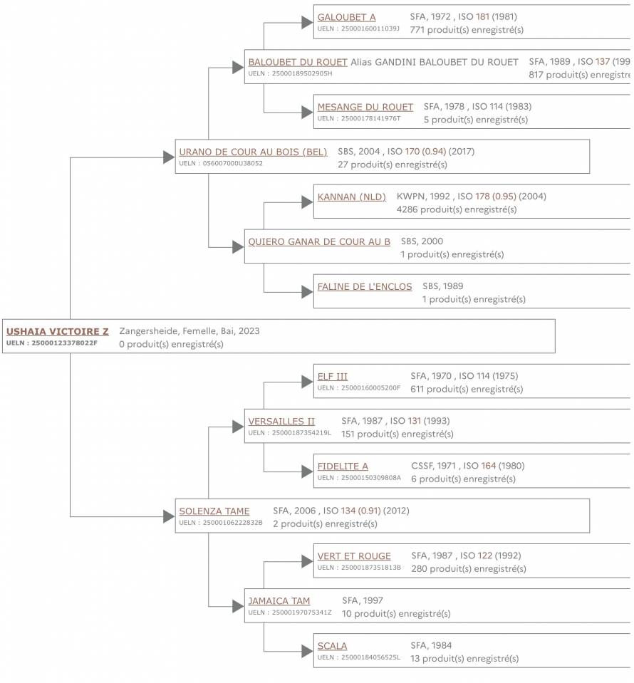 Merrie Zangersheide Te koop 2023 Donker bruin / bai ,  Urano de cour au bois