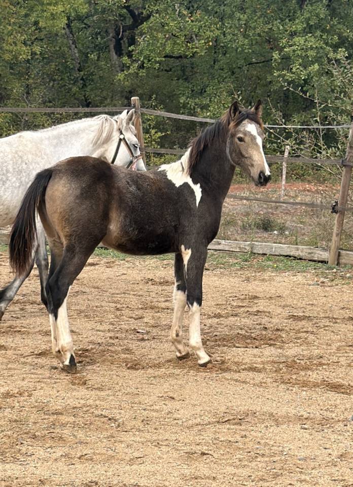 Merrie Franse rijpony PFS Te koop 2026 Bont