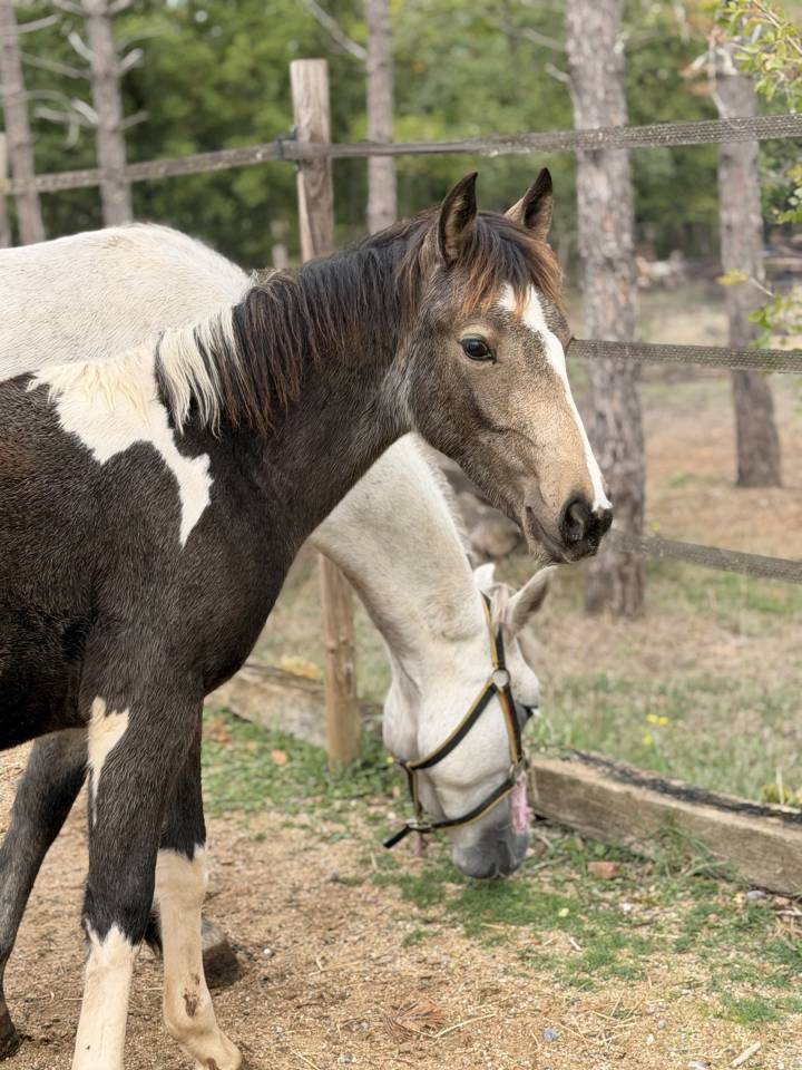 Merrie Franse rijpony PFS Te koop 2026 Bont