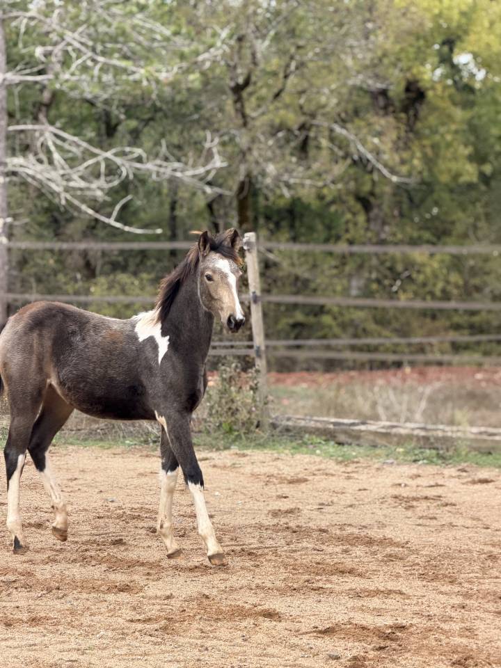 Merrie Franse rijpony PFS Te koop 2026 Bont