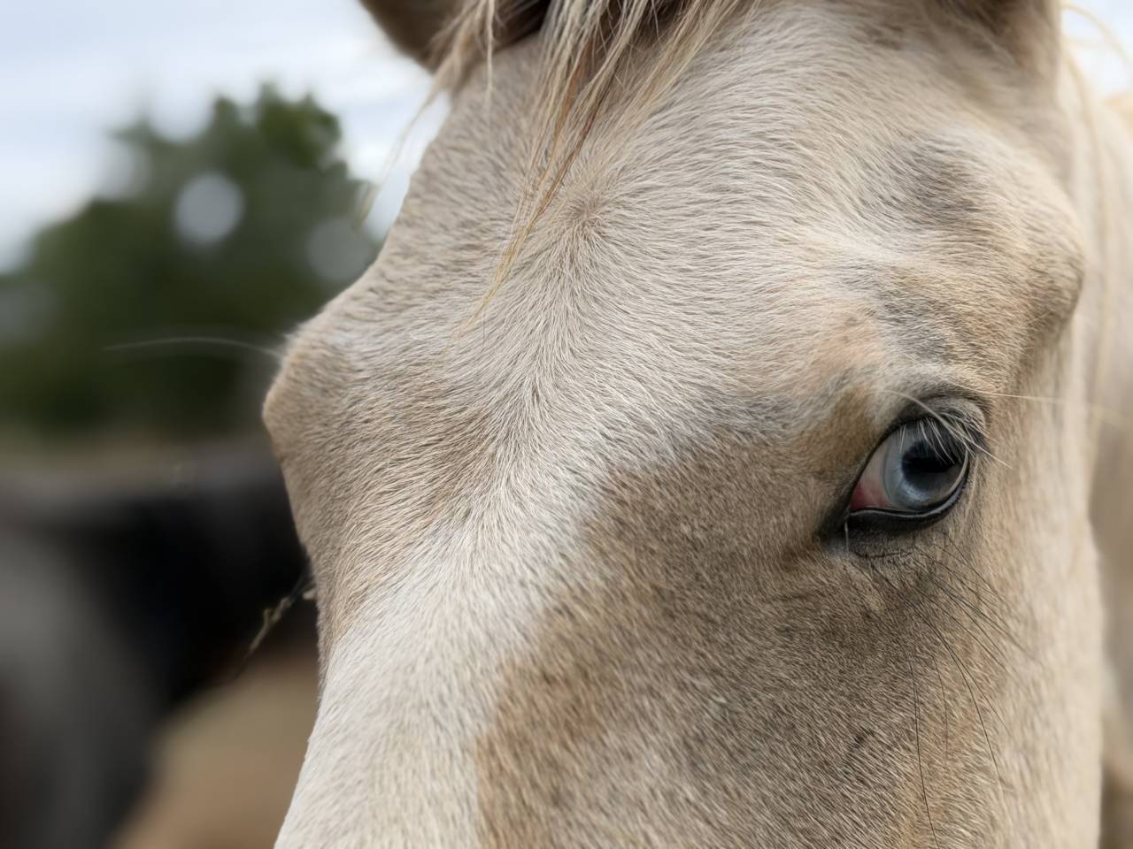 Hengst Franse rijpony PFS Te koop 2025 Bont