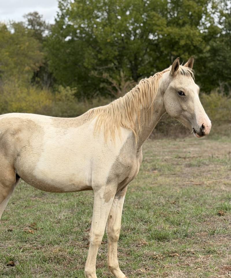 Hengst Franse rijpony PFS Te koop 2025 Bont